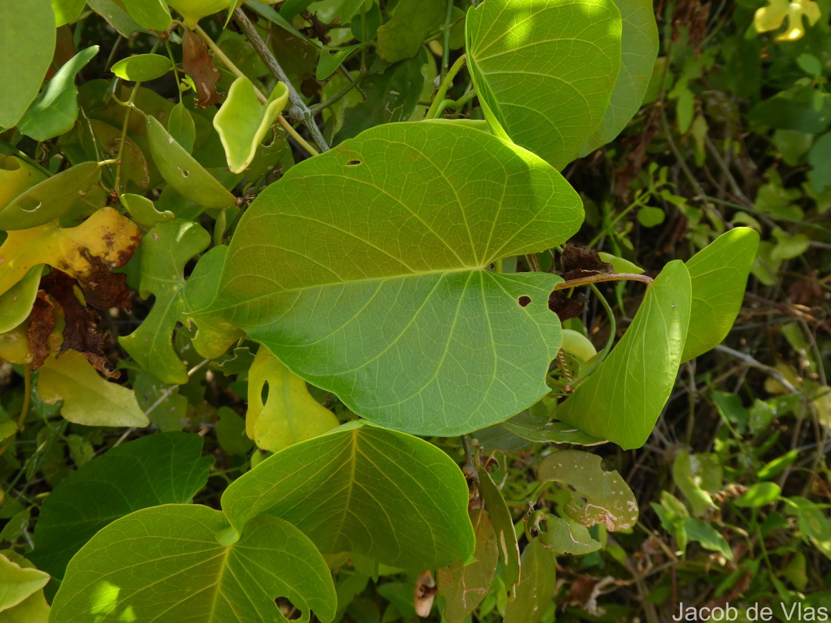 Ipomoea violacea L.